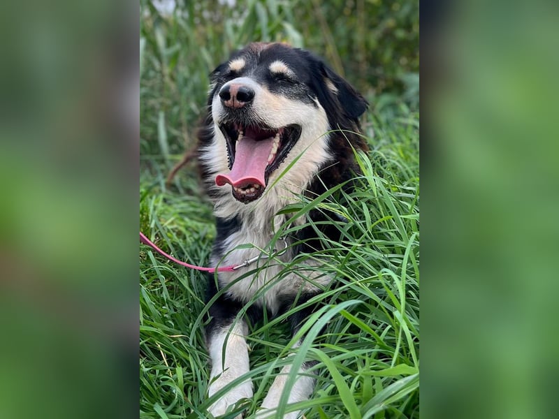 Lucy ❤️ offene, neugierige, so liebe Hundedame