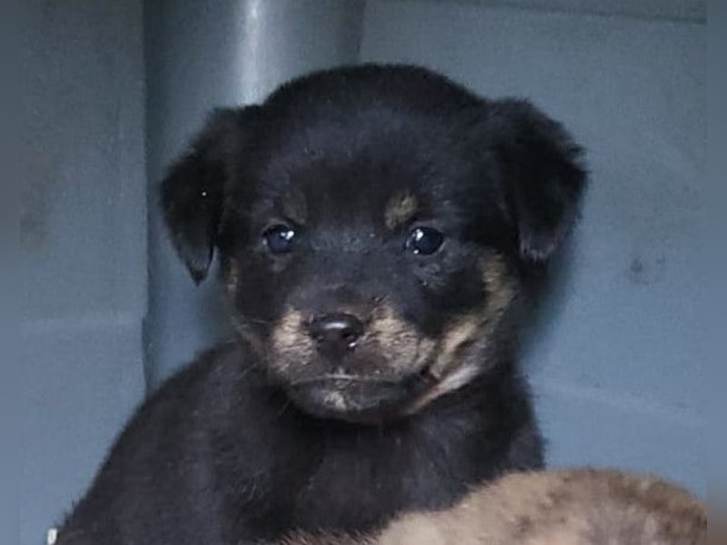 Liebe Babsi ❤️ kleine, süße Schmusemaus!