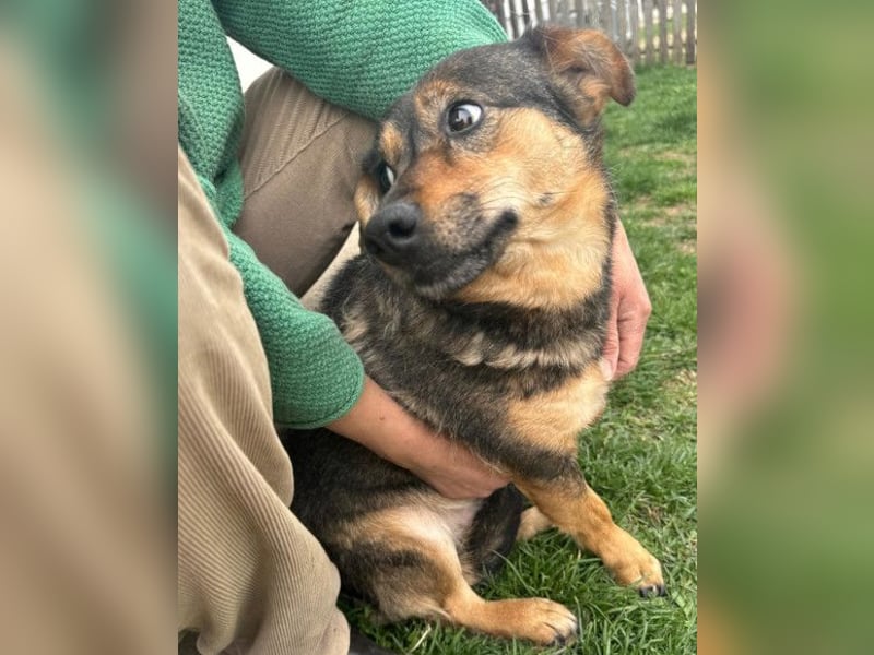 KENAI❤️kleine Kämpferin mit großem Herz & katzenverträglich