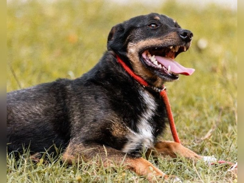 Rio ❤️ freundlicher Herzenshund sucht Familie!