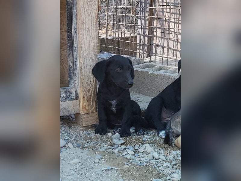 Welpenbub ♥ Spunky ♥ liebenswertes Familienmitglied auf 4 Pfoten
