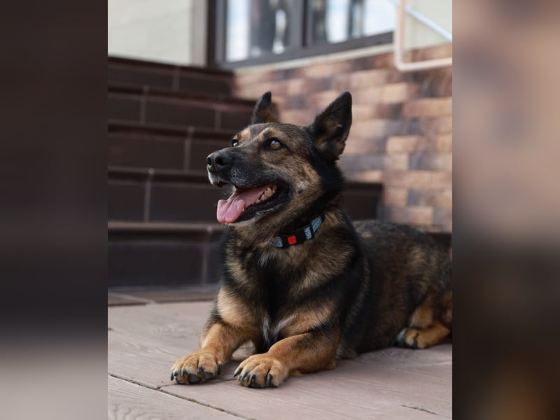 Sanfte Eva sucht warmes Körbchen