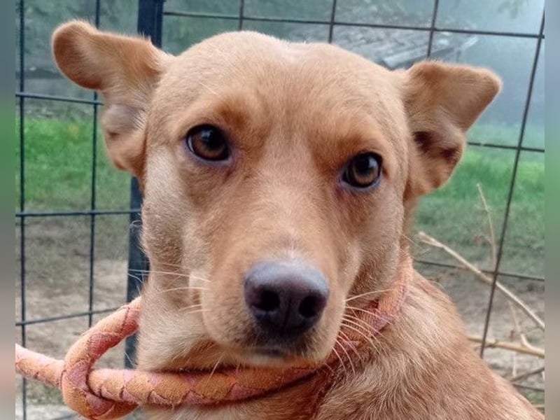 Sanfte SIMBA❤️eine liebevolle Seele - gerettet und bereit fürs Glück!