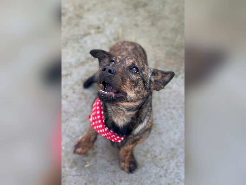 BEA❤️zauberhafte Welpen-Knutschkugel sucht ein liebevolles Zuhause