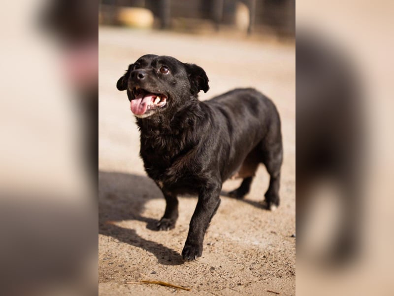 Liebste Lava - kuschelige, freundliche kleine Hündin