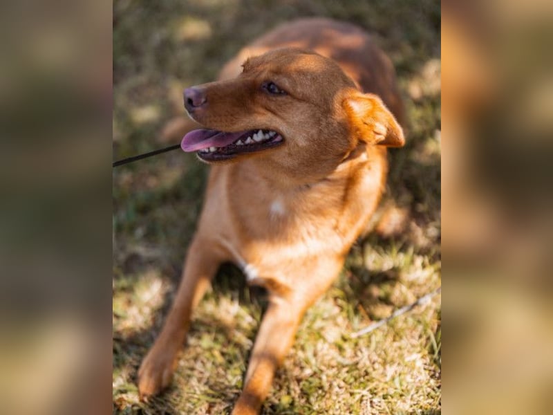 Sanfte SIMBA❤️eine liebevolle Seele - gerettet und bereit fürs Glück!