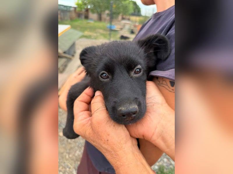 MARVEL❤️neugieriges, zauberhaftes Welpenmädchen sucht ihre Herzensmenschen