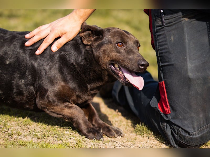 Freundlicher ♥Grom♥ kleiner, sozialer Rüde