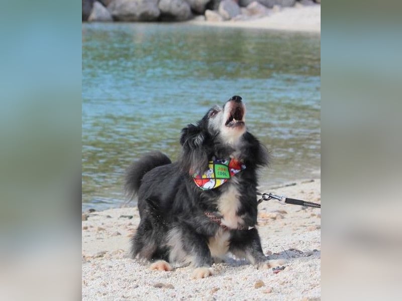 Neno ❤️ vital, neugierig + katzenverträgl.