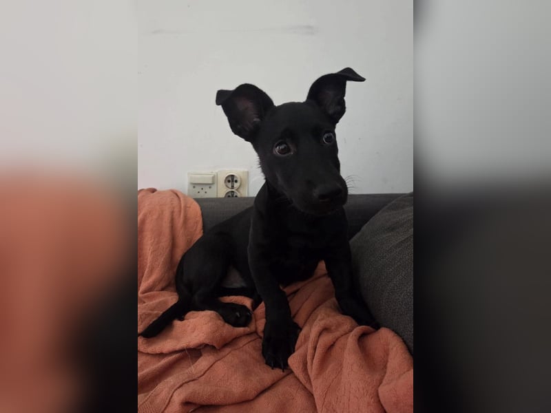 Mrki ❤️ kleiner, neugieriger Welpenbub sucht Sicherheit