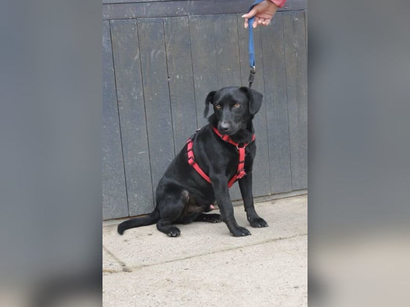 Black-Beauty ♥Sammy♥ wartet bereits in 66583 Spiesen-Elversberg