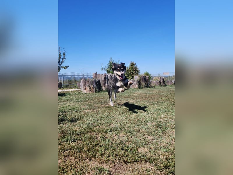 Lucy ❤️ offene, neugierige, so liebe Hundedame