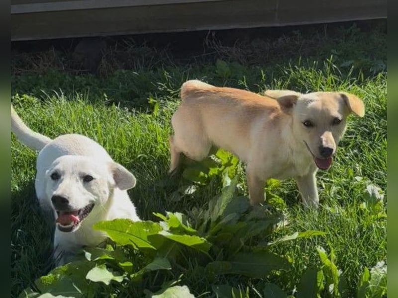 Belle ❤️ süßes, verspieltes Hundemädchen Belle ❤️ süßes, verspieltes Hundemädchen