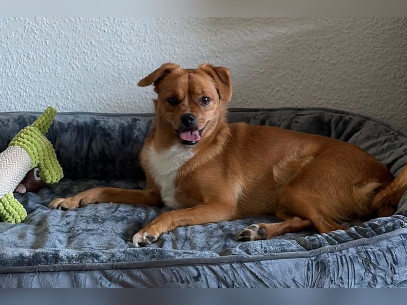 Liebste ♥Luna♥ klein, fein, stubenrein, wartet schon in 02625 Bautzen
