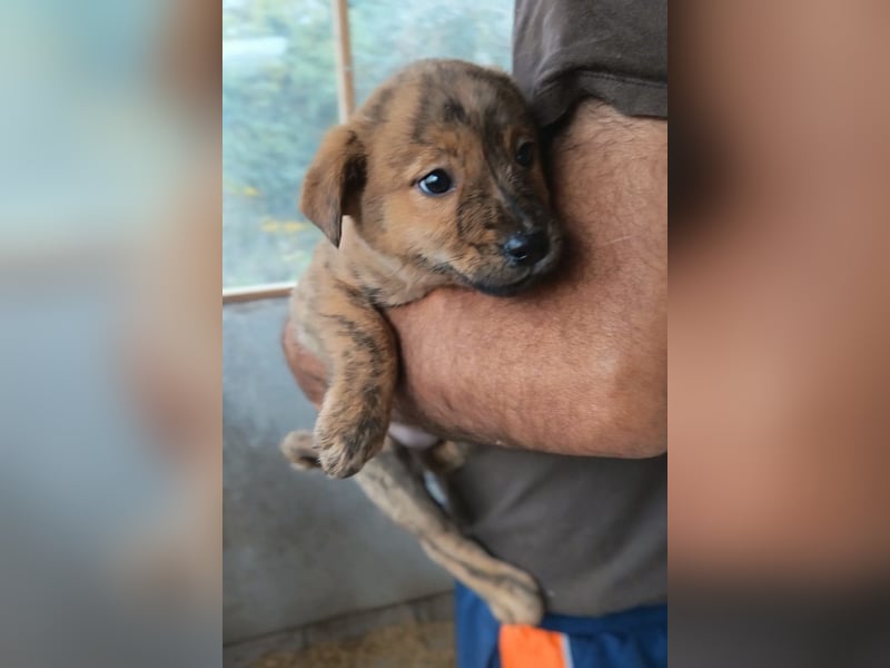 Timmy ❤️ junger, aktiver, so lieber Bub!