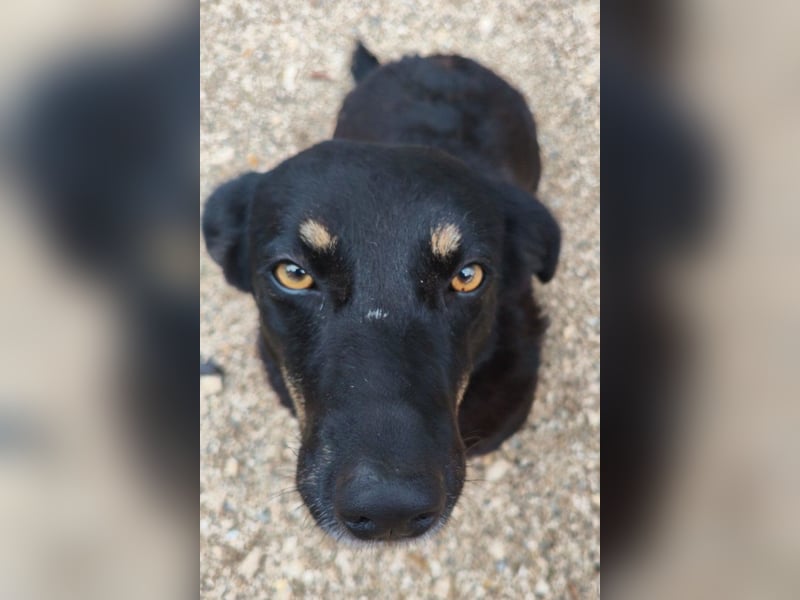 YARINA❤️zarte, entzückende kleine Hundedame: Lieb. Klug. Lernwillig.