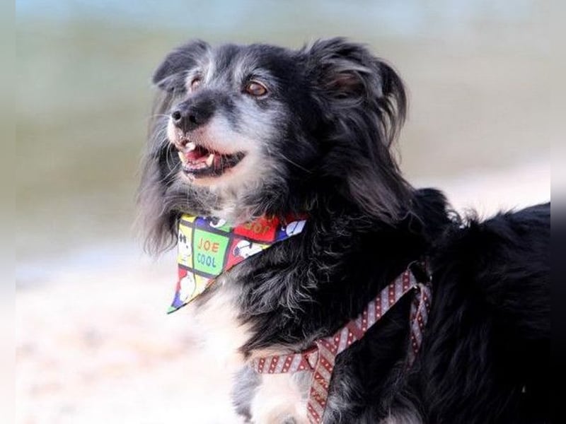 Neno ❤️ vital, neugierig + katzenverträgl.