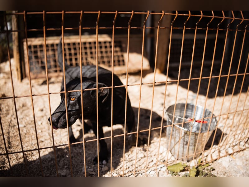 Kajo ❤️ super lieber Bub sucht Zuhause Kajo ❤️ super lieber Bub sucht Zuhause