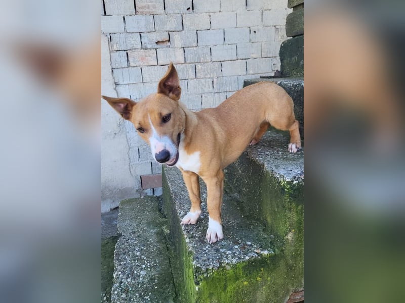 Aurelia ❤️ aufgeweckte, so fröhliche Maus