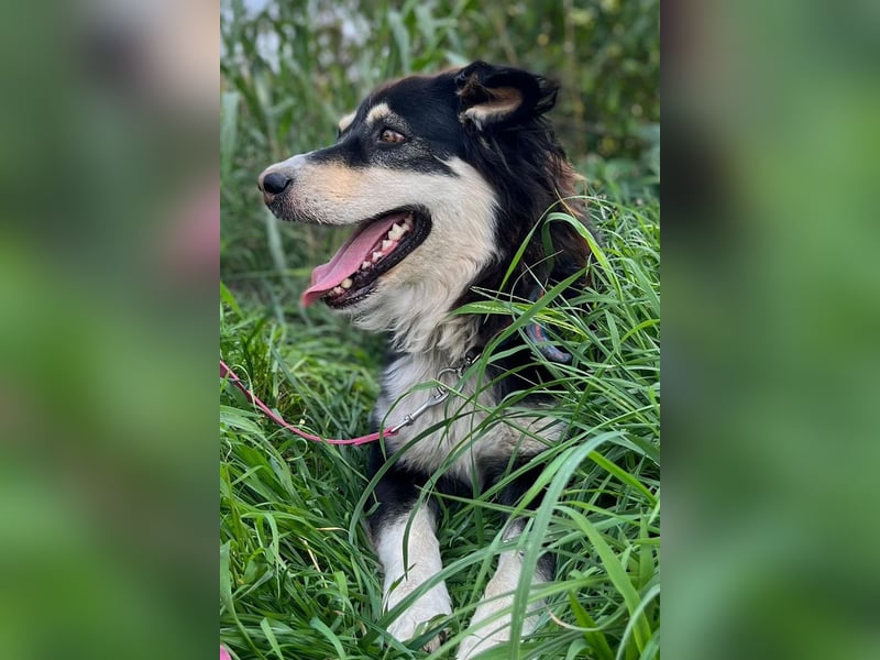 Lucy ❤️ offene, neugierige, so liebe Hundedame