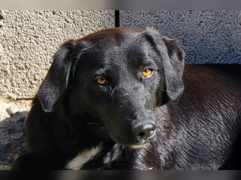 Cassia ♥️ liebe, sensible Fellnase sucht Sicherheit