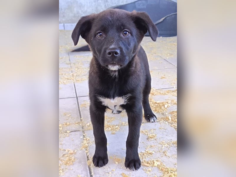 süße LIA❤️kleines Energiebündel sucht ein Für-Immer-Körbchen