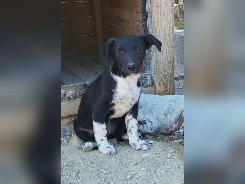 Welpenmädchen Chana ❤️ so verspielt & aufgeschlossen!