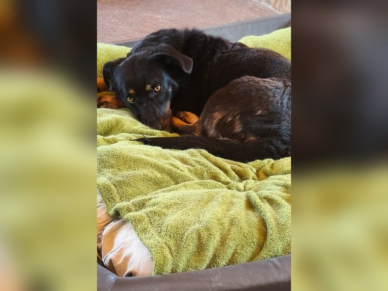 YARINA❤️zarte, entzückende kleine Hundedame: Lieb. Klug. Lernwillig.
