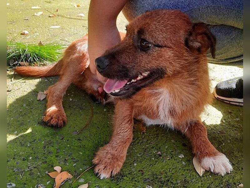 Klein Bentley ❤️ verspielter, freundlicher Rüde!