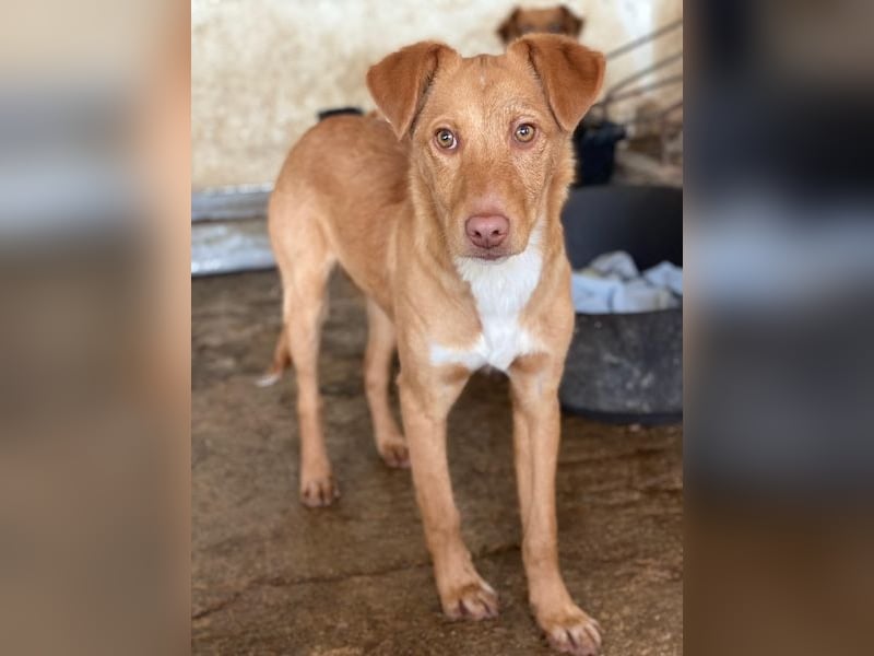 Novis, geb. ca. 09/2025, lebt in GRIECHENLAND, auf einer privaten Pflegestelle