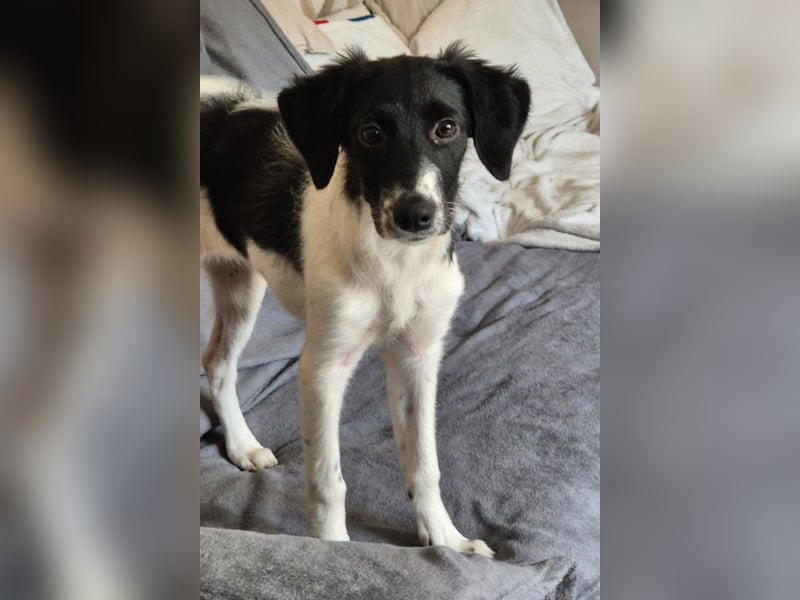 Süße ♥Suki♥ wartet bereits in 32130 Enger auf ihre Für-Immer-Menschen