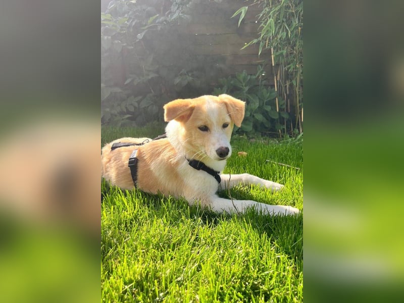 Kleine ♥Tina♥ wartet bereits in 21465 Wentorf auf ihre treuen Für-Immer-Menschen
