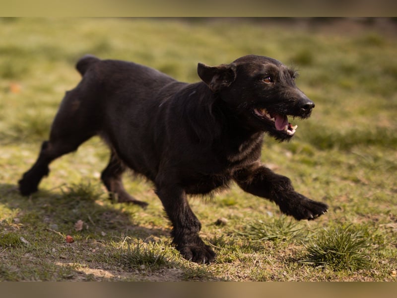 Fröhliche, kleine ♥Greta♥ zart, sozial mit Tempo im Po