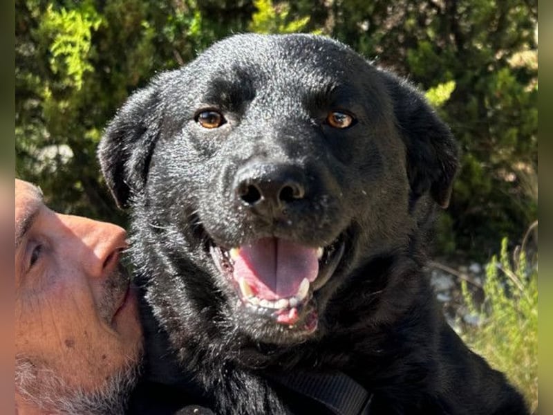 Bruce ❤️ Sanftmütig, loyal, verschmust!