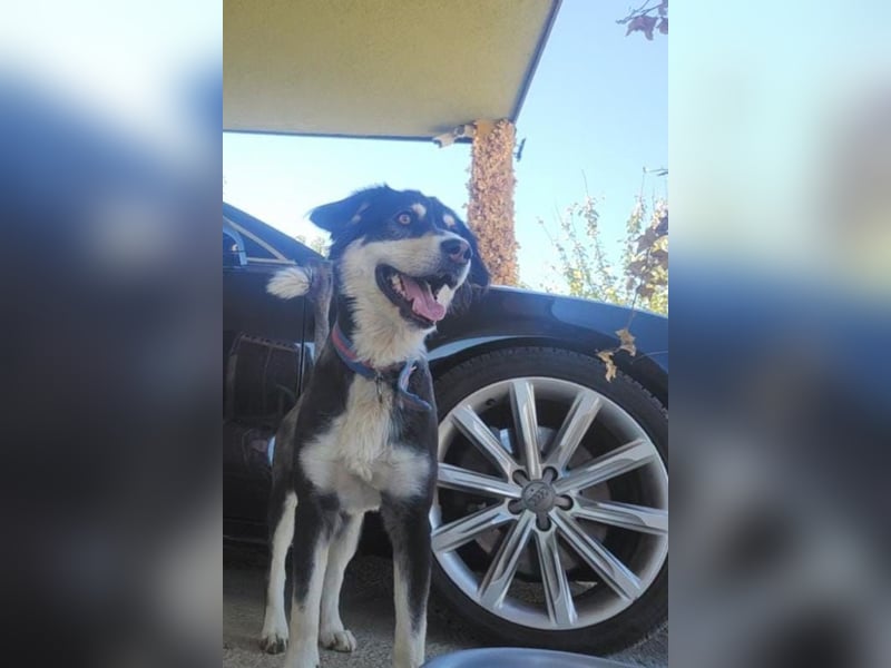 Lucy ❤️ offene, neugierige, so liebe Hundedame