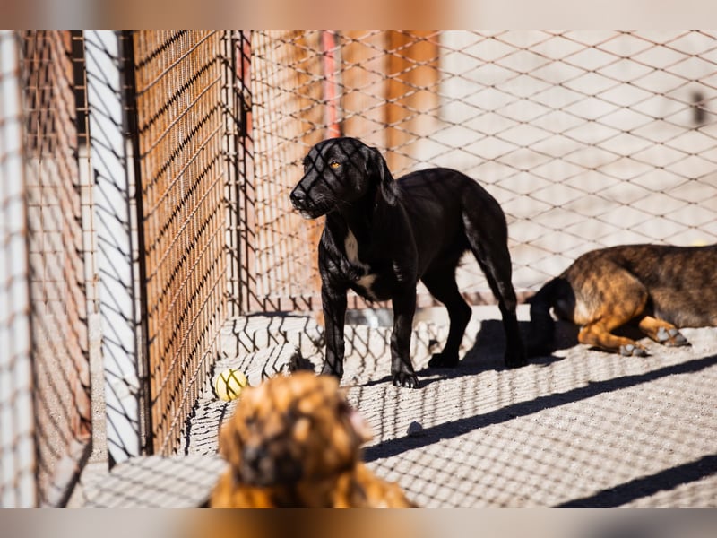 Schmusepfote Cassia ♥️ tolle Familienhündin