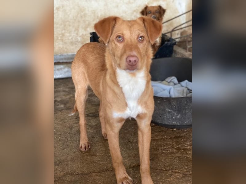 Novis, geb. ca. 09/2025, lebt in GRIECHENLAND, auf einer privaten Pflegestelle