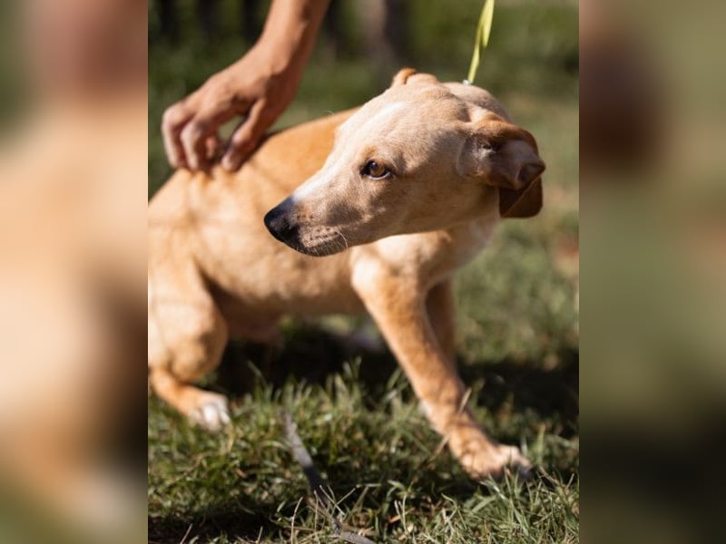 Hachiko ❤️ so lebensfroh und aktiv!