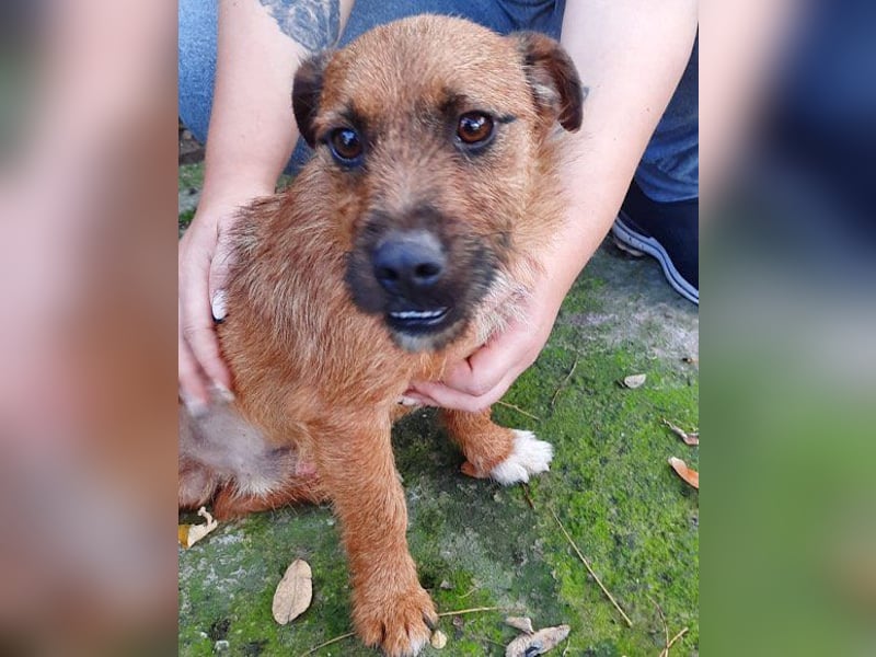 Klein Bentley ❤️ verspielter, freundlicher Rüde!