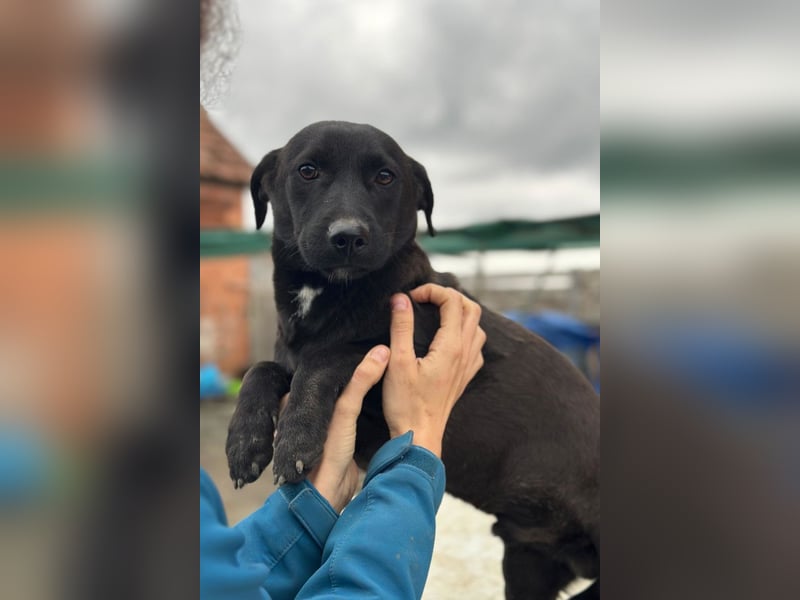 STEFAN❤️entzückender, schüchterner Jungrüde auf Körbchensuche