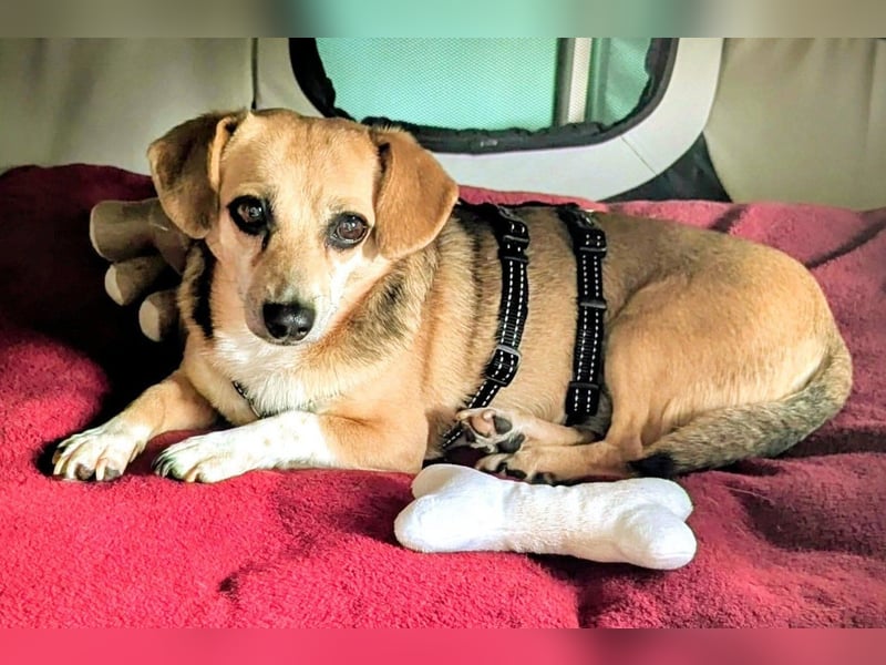 Sanfte ♥ Mirna ♥ wartet schon in 67663 Kaiserslautern auf ihre passende Familie