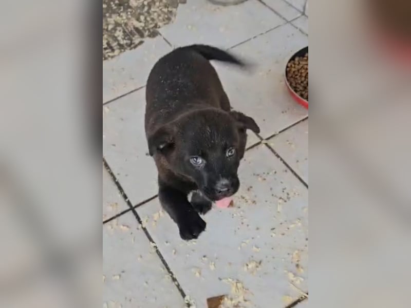 süße LIA❤️kleines Energiebündel sucht ein Für-Immer-Körbchen