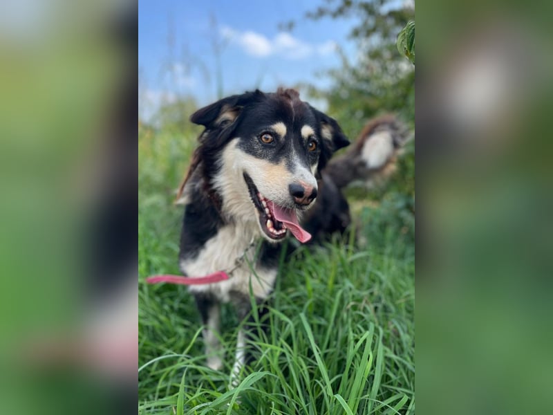 Lucy ❤️ offene, neugierige, so liebe Hundedame