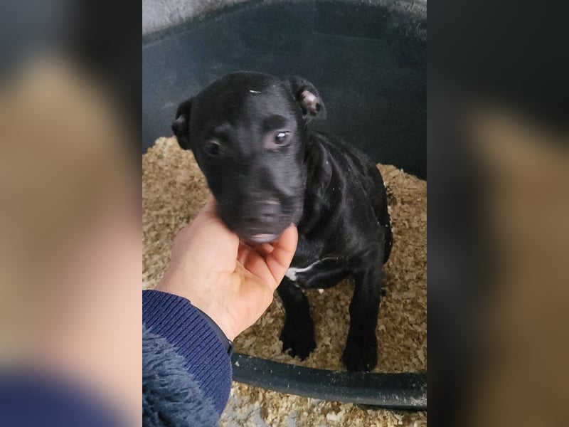 Monty - neugieriger, so lieber kleinerbleibender Hundebub