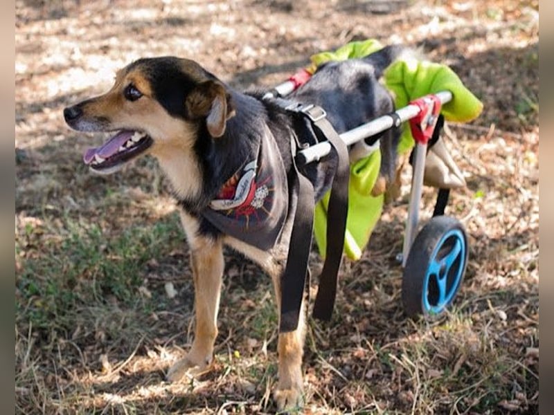 Rollibub ♥ ROBY ♥ aktiv, liebevoll und verschmust