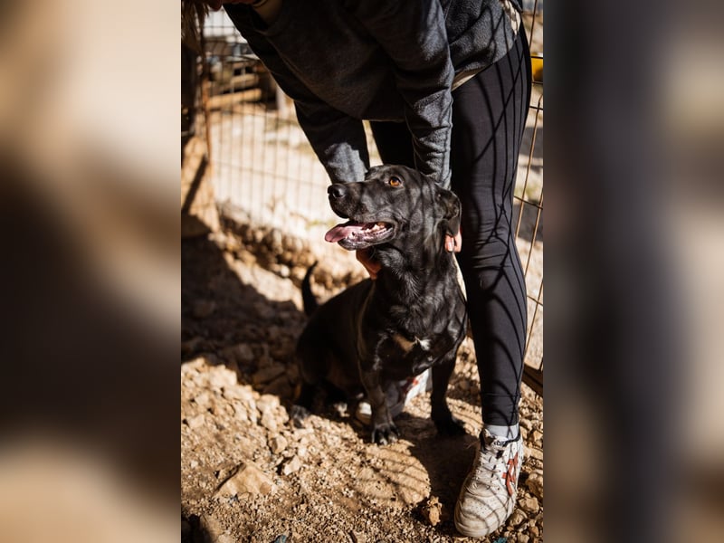 Kajo ❤️ super lieber Bub sucht Zuhause Kajo ❤️ super lieber Bub sucht Zuhause