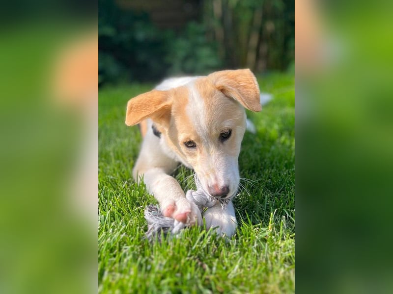 Kleine ♥Tina♥ wartet bereits in 21465 Wentorf auf ihre treuen Für-Immer-Menschen