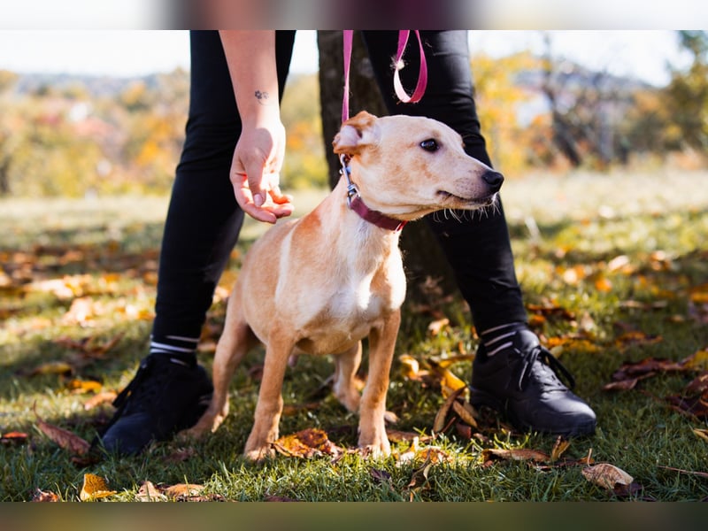 Hachiko ❤️ so lebensfroh und aktiv!