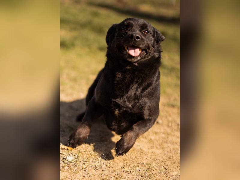 Süße OldLady ♥ Merry ♥ fröhliche, freundliche Hundedame