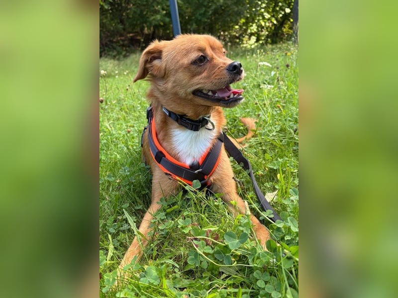 Liebste ♥Luna♥ klein, fein, stubenrein, wartet schon in 02625 Bautzen